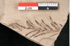 Foto (Detailansicht) von Taxodium distichum miocenicum Heer (NHMW-GEO-2024-0188-6428)